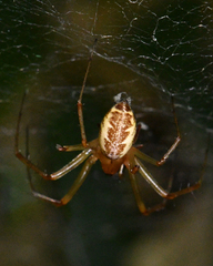 Pityohyphantes
