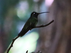 Eugenes fulgens