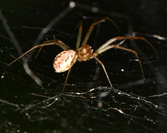 Pityohyphantes