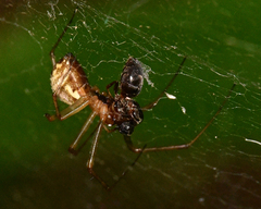 Pityohyphantes