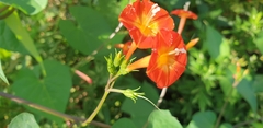 Ipomoea coccinea