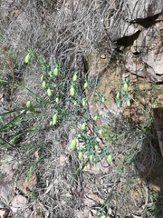 Pimelea stricta