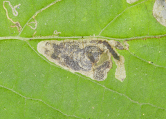 Aspilanta hydrangaeella