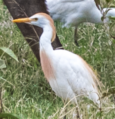 Bubulcus ibis
