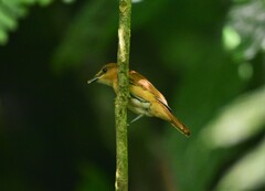 Pachyramphus cinnamomeus