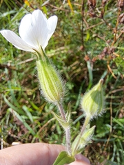 Silene latifolia