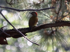 Colaptes rubiginosus