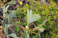 Hakea flabellifolia
