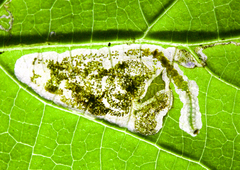 Aspilanta hydrangaeella