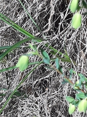 Pimelea stricta