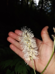 Actaea racemosa