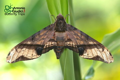 Amplypterus panopus