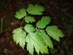 Actaea racemosa