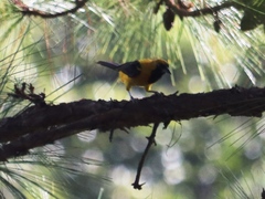 Icterus chrysater