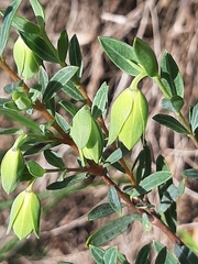 Pimelea stricta