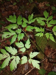 Actaea racemosa