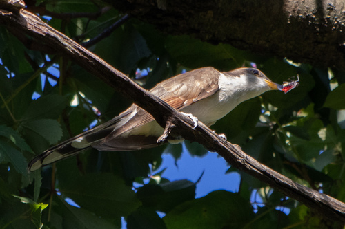Yellow-billed Cuckoo, Bronx County, US-NY, US, photo 8 of 10