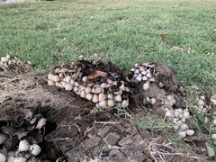 Coprinopsis variegata