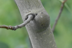 Euhexomyza schineri