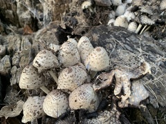 Coprinopsis variegata