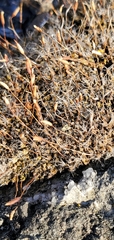 Tortula muralis