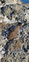 Tortula muralis