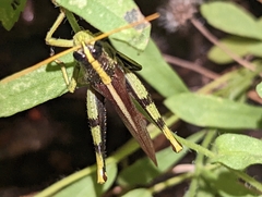 Schistocerca