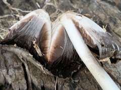 Coprinopsis variegata