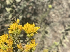 Apinae