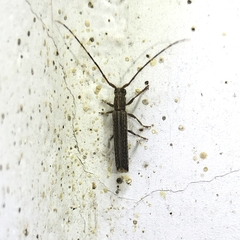 Epectasis juncea