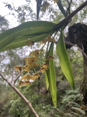 Dendrobium gracilicaule