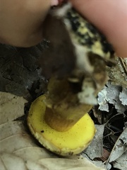 Aureoboletus