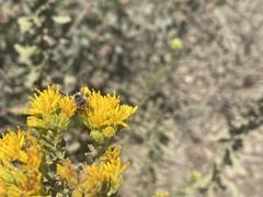 Apinae