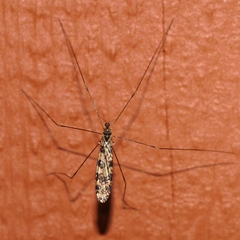 Limonia annulata