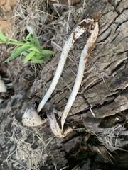 Coprinopsis variegata
