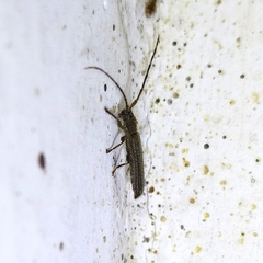 Epectasis juncea