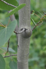 Euhexomyza schineri