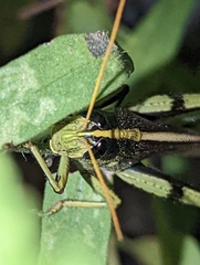 Schistocerca
