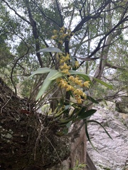 Dendrobium gracilicaule