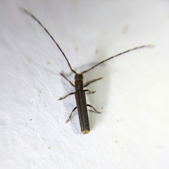 Epectasis juncea