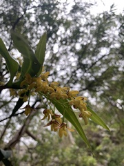 Dendrobium gracilicaule