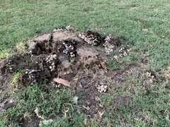 Coprinopsis variegata