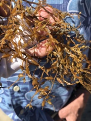 Sargassum horneri