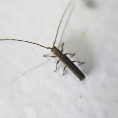 Epectasis juncea