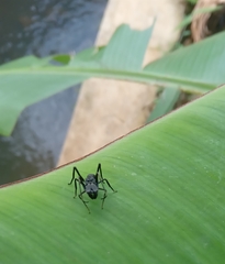 Arthropoda