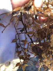 Sargassum horneri