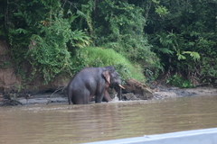 Elephas maximus borneensis