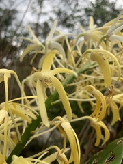 Dendrobium speciosum