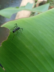 Arthropoda
