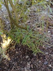 Nestegis cunninghamii